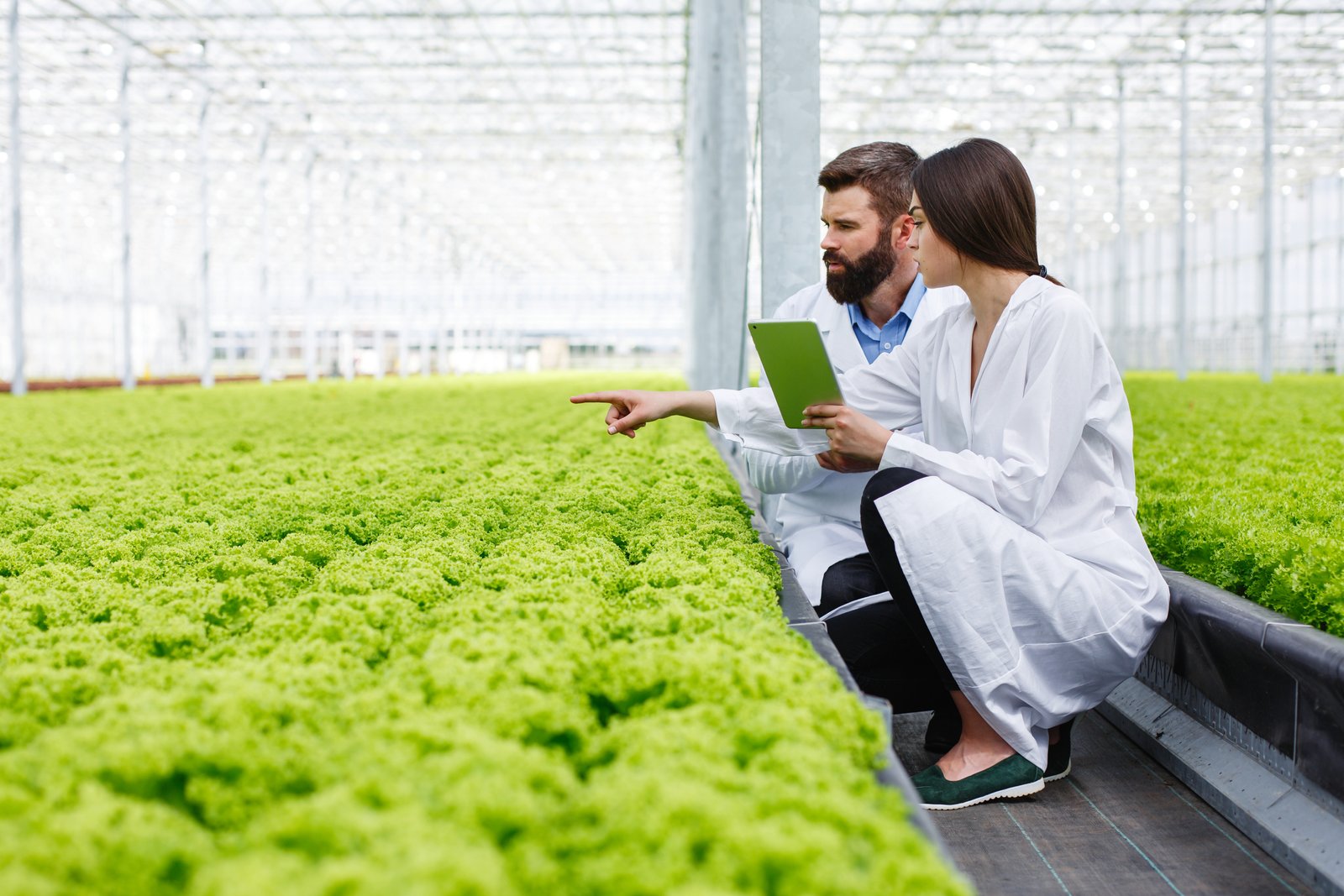 agriculture plant